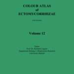 Colour Atlas of Ectomycorrhizae – Vol. 12
