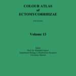 Colour Atlas of Ectomycorrhizae – Vol. 13 + Descriptions of Ectomycorrhizae Vol. 9/10