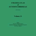 Colour Atlas of Ectomycorrhizae – Vol. 11
